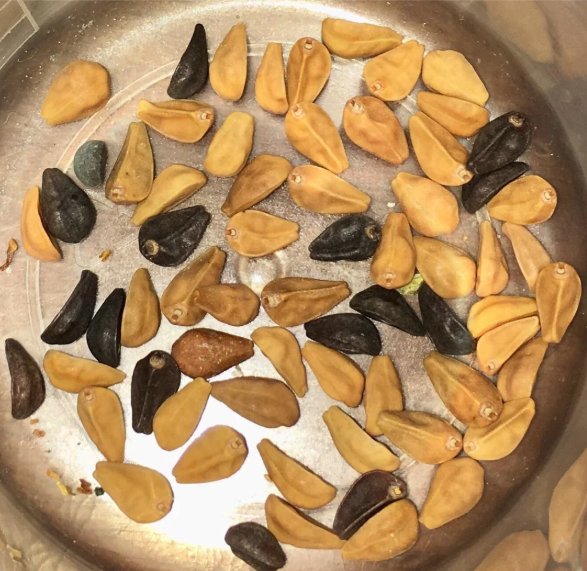 Morning Glory Seeds